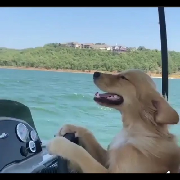 Meet your Posher, Grace - Picture 1 of 1